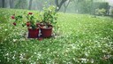 Hagel: Kübelpflanzen bei Hagelsturm im Garten