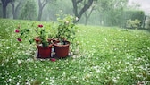 Hagel: Kübelpflanzen bei Hagelsturm im Garten