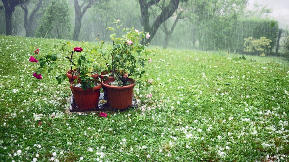 Hagel: Kübelpflanzen bei Hagelsturm im Garten