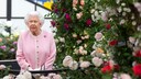 Queen Elizabeth Rosen