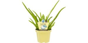 Echte Aloe Vera Topf