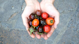 Tomatensorten