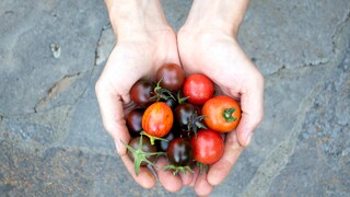 Tomatensorten