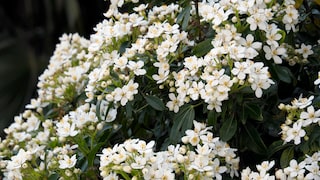 Orangenblume: Viele weiße Blüten der Orangenblume