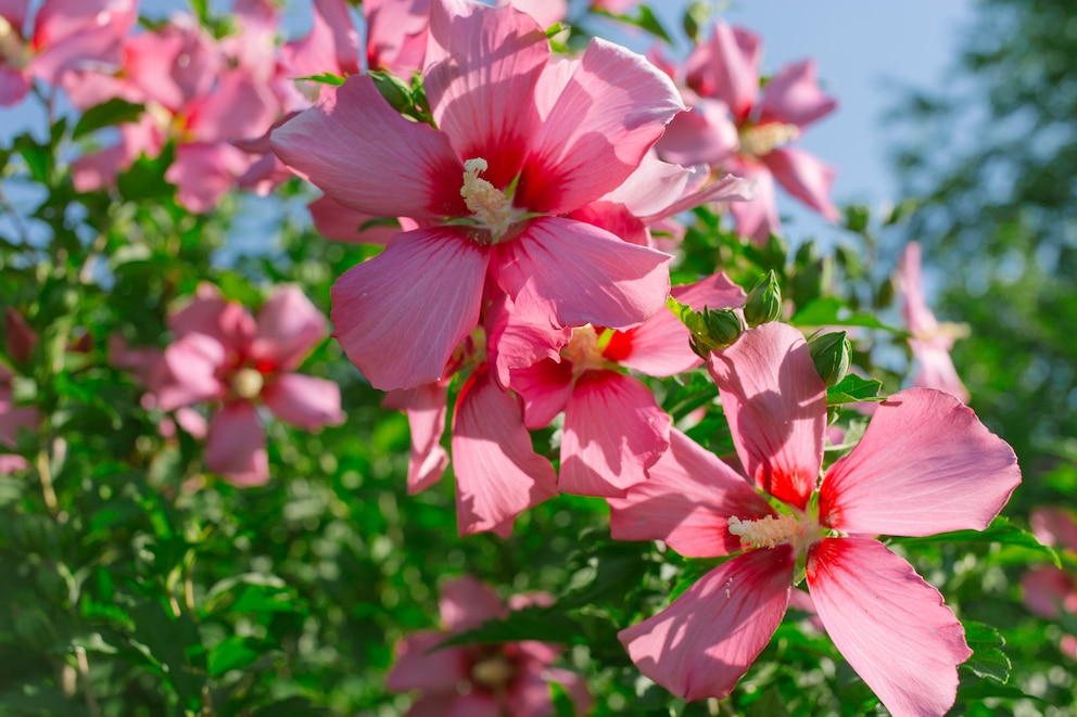 Hibiskus