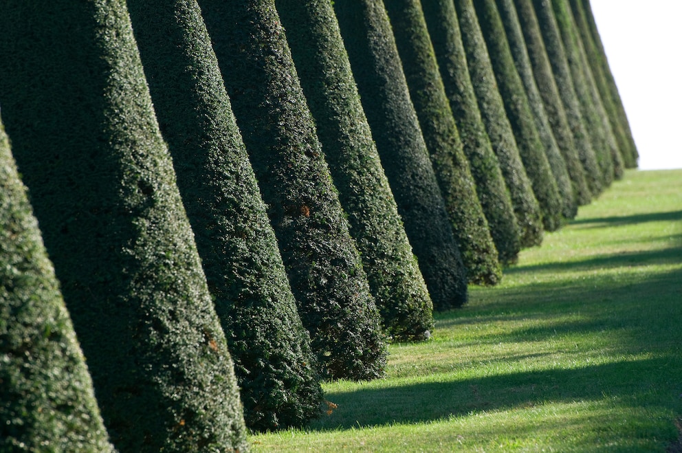 Auch der Sonnenkönig Ludwig XIV. war von der Europöischen Eibe überzeugt, sodass sie noch heute in den Gärten von Versailles zu finden sind