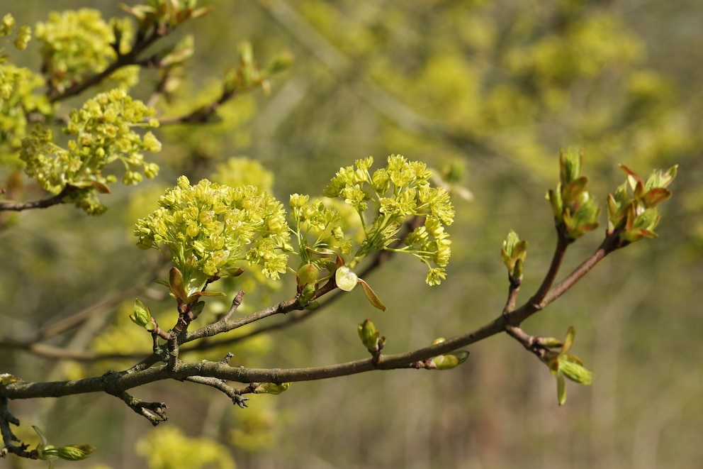 Im Frühling trägt der Feldahorn zierliche gelbe Blüten