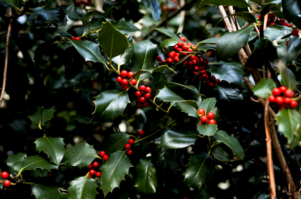 Die Beeren der Stechpalme sind giftig. Bereits kleine Mengen führen zu Erbrechen und Magenbeschwerden, eine größere Menge von 20 bis 30 Beeren kann insbesondere für Kinder lebensbedrohlich sein