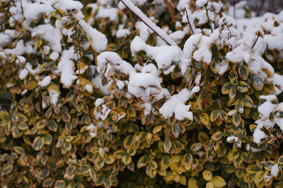 Von Juni bis Juli trägt der Liguster hübsche weiße Blüten