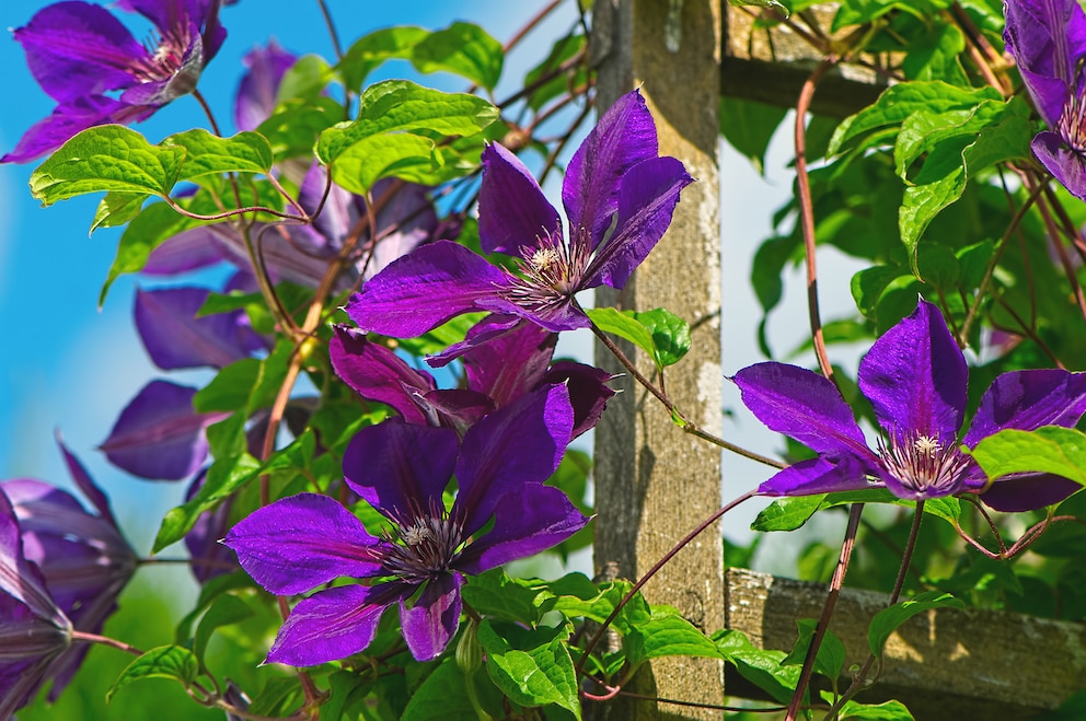 Clematis