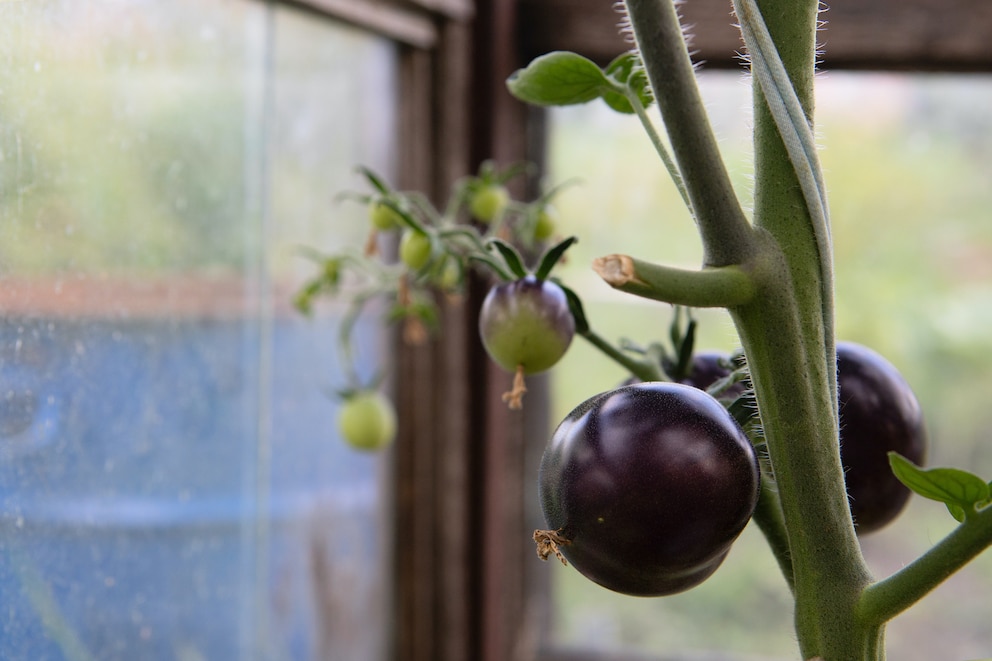 Schwarze Tomaten