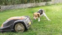 Mähroboter im Garten mit Hund