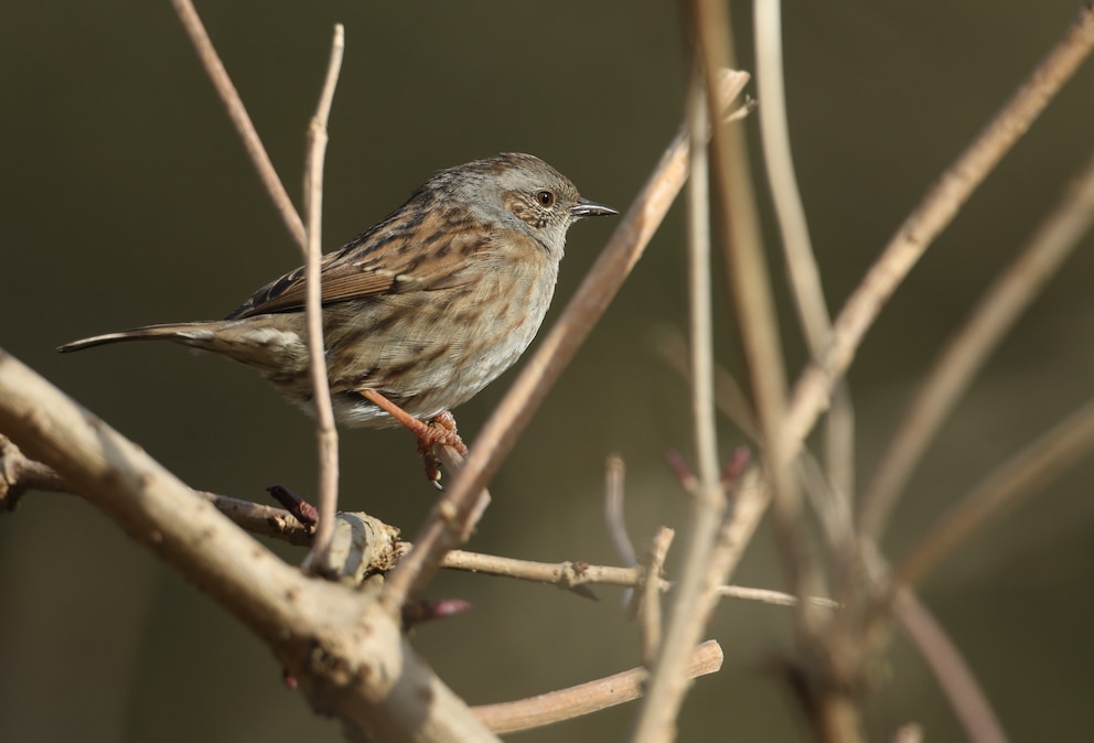 Benjeshecke: Großaufnahme eines Vogels in einer Hecke