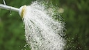 Kompostwasser: Wasser aus einer Gießkanne