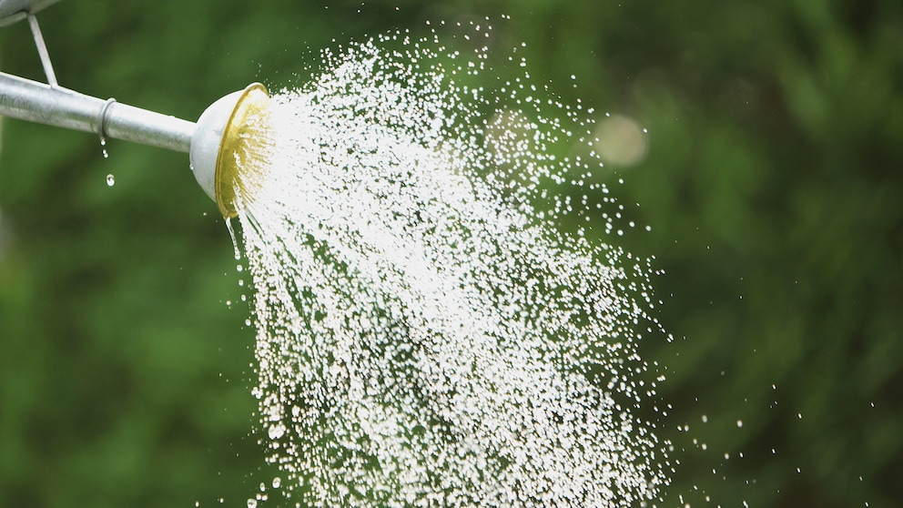 Kompostwasser: Wasser aus einer Gießkanne