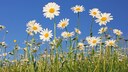 Margeriten: Margeriten mit weiße Blüten auf einer Sommerwiese