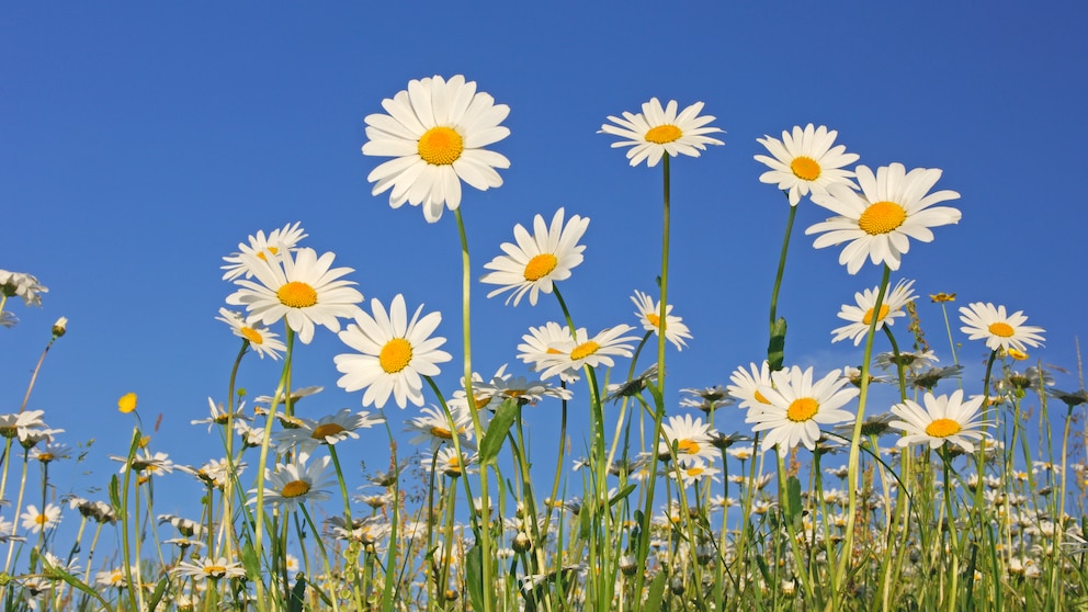 Margeriten: Margeriten mit weiße Blüten auf einer Sommerwiese