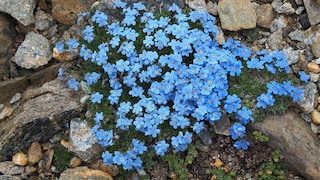 Im Frühling und Sommer zeigen Vergissmeinnicht ihre zarten blauen Blüten an Feldwegen, in Wäldern und natürlich auch im Beet