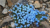 Im Frühling und Sommer zeigen Vergissmeinnicht ihre zarten blauen Blüten an Feldwegen, in Wäldern und natürlich auch im Beet