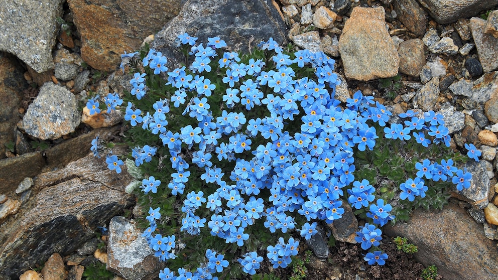 Im Frühling und Sommer zeigen Vergissmeinnicht ihre zarten blauen Blüten an Feldwegen, in Wäldern und natürlich auch im Beet