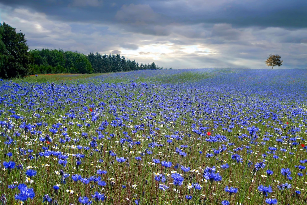 Kornblumen Feld