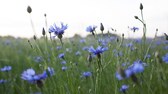 Kornblume