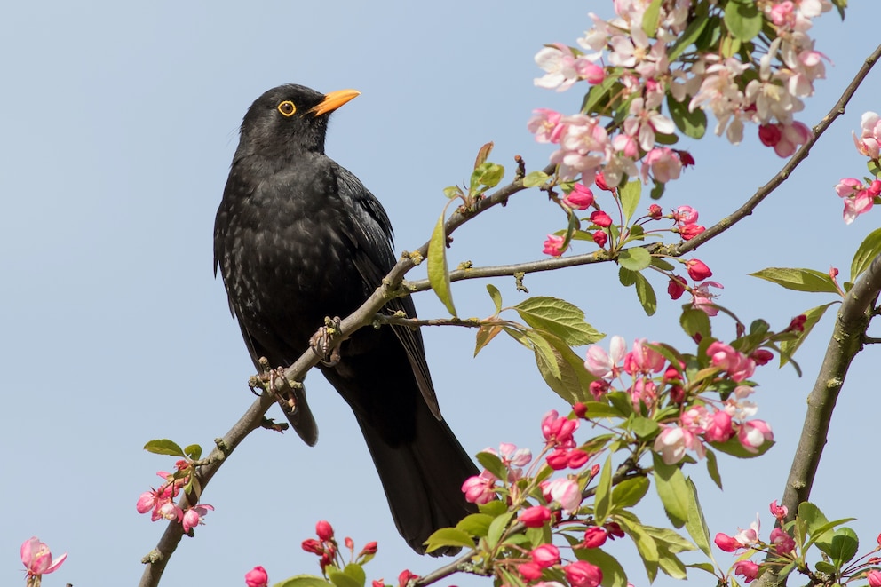 Die Amsel