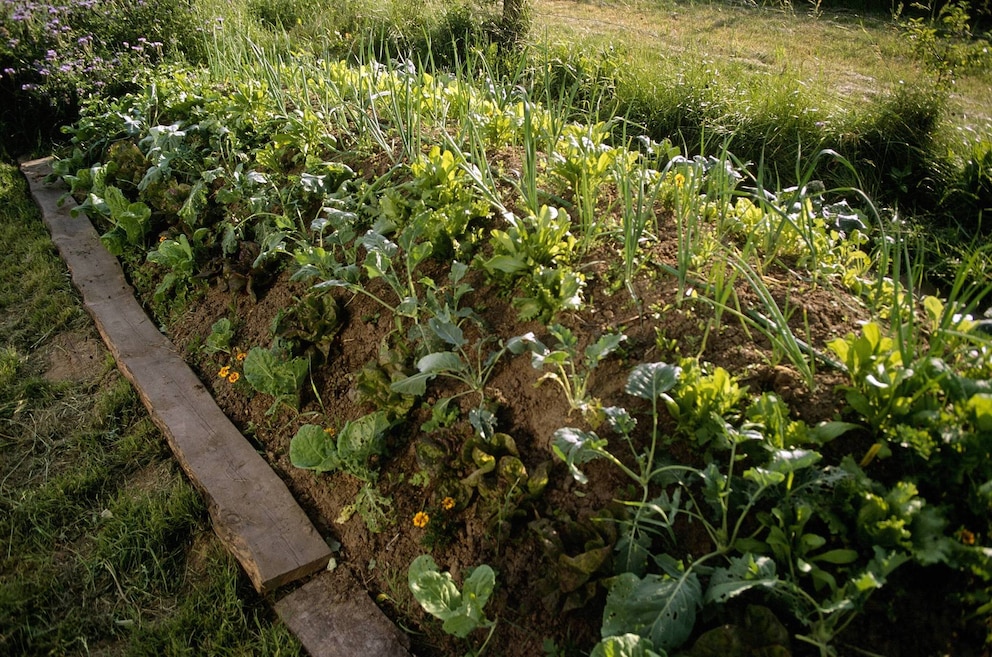 Hügelbeet mit Gemüse