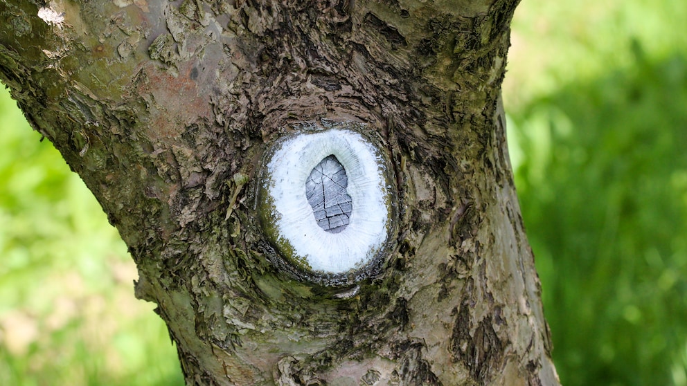 Mit einem Pinsel oder Spachtel trägt man Baumwachs direkt nach dem Gehölzschnitt auf