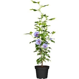 OBI Roseneibisch Hibiscus Blau