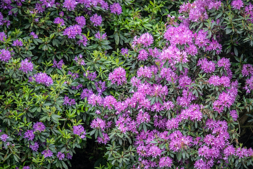 Der immergrüne Rhododendron kann zu einem üppigen Strauch heranwachsen