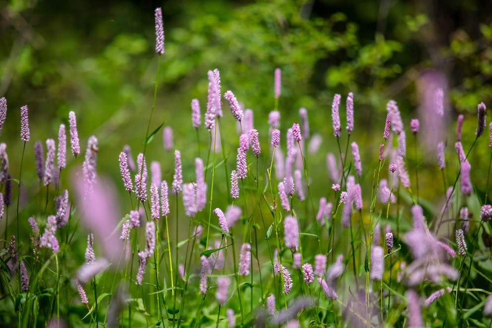 Wiesenknöterich