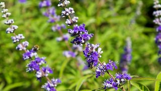 Mönchspfeffer: Violette Zweige von Mönchspfeffer