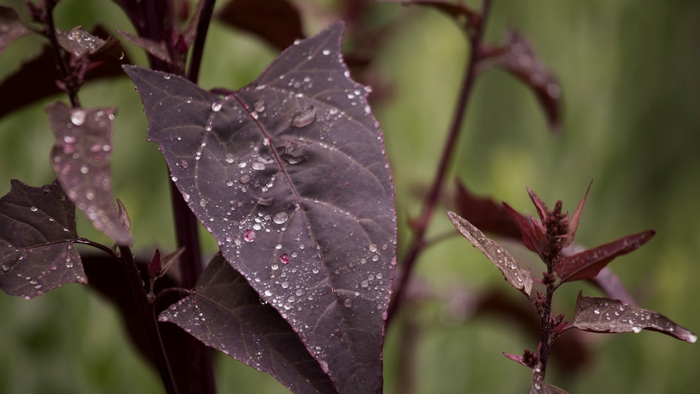 Melde Urgemüse: Violette Blätter von dem Urgemüse Melde