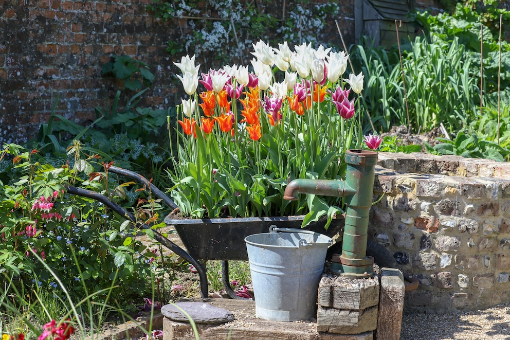 Egal ob im Kübel oder im Beet – Tulpen machen im Garten immer etwas her