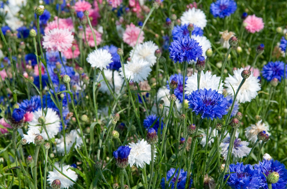 Kornblumen zählen zu der Familie der Korbblütler