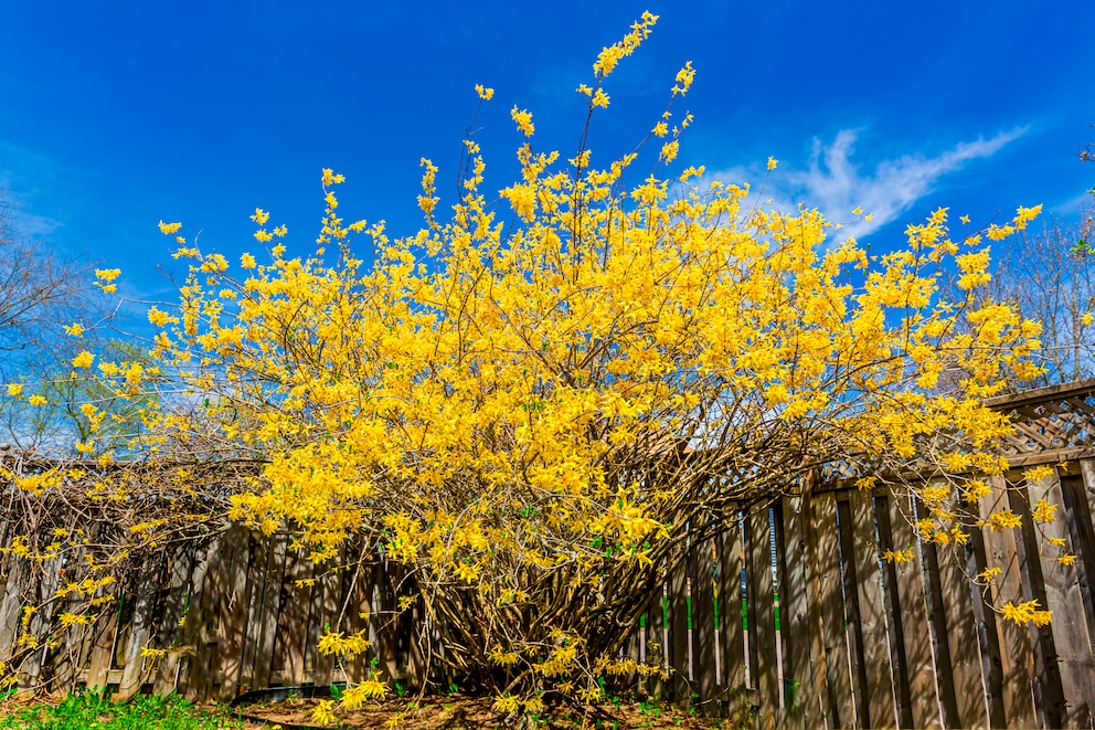 Forsythia