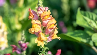 Löwenmäulchen: Eine gelbe Blütenrispe von Löwenmäulchen