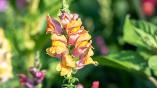 Löwenmäulchen: Eine gelbe Blütenrispe von Löwenmäulchen