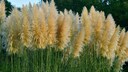 Pampasgras