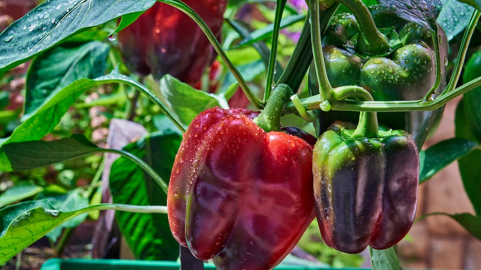 Gemüsepaprika Garten: Mehrere Paprika an einem Strauch