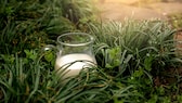 Milch als Dünger: Ein Glaskrug mit Milch auf einer Wiese