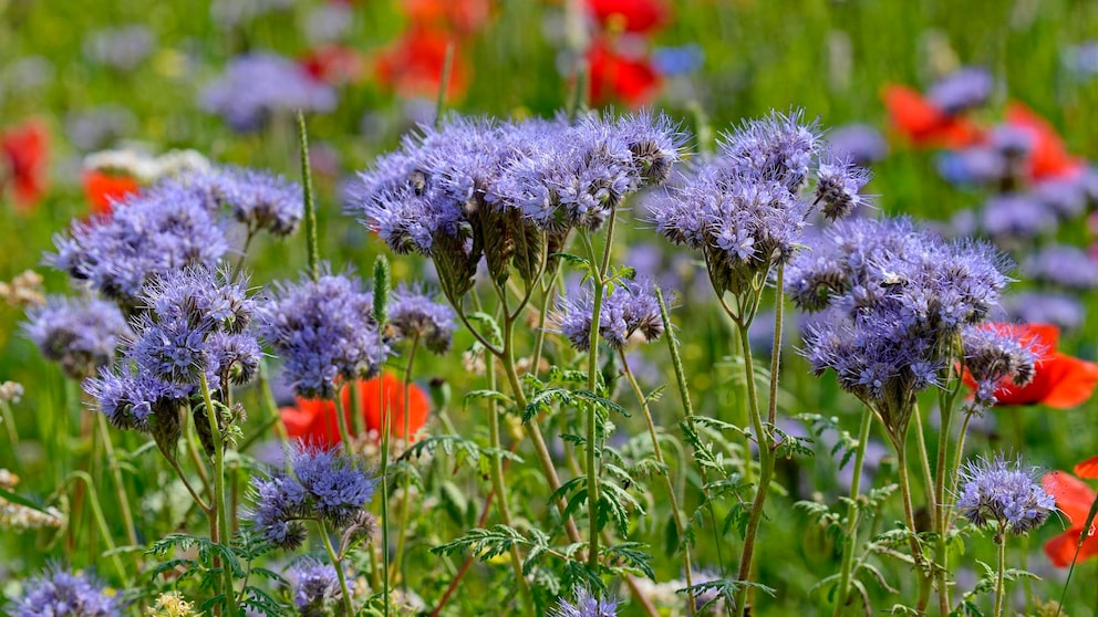 Bienenfreund: Violett leuchtende Blüten von Bienenfreund