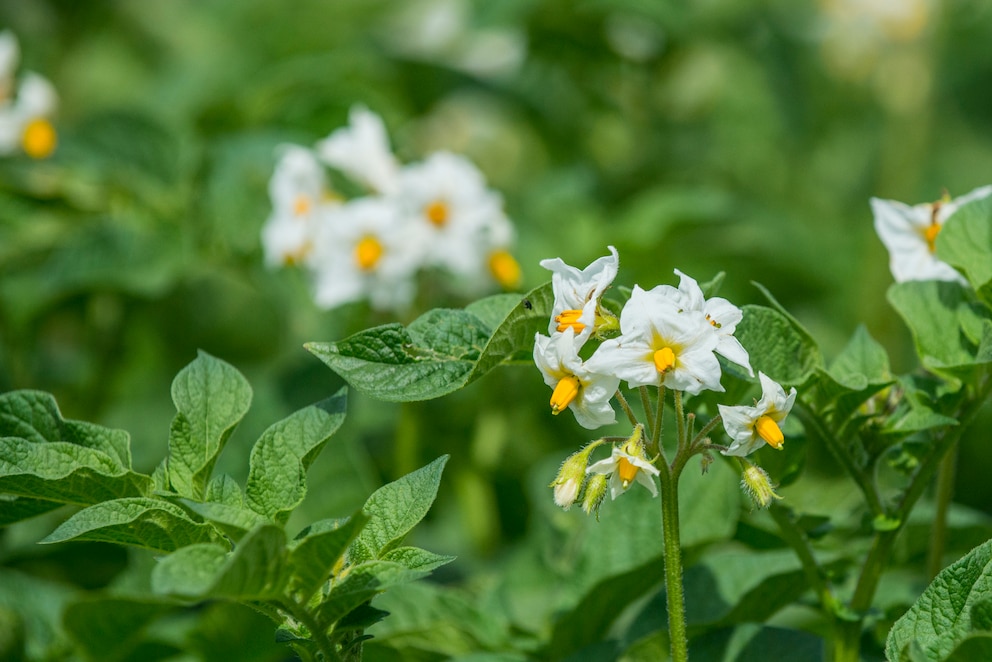 Die Kartoffelpflanze überzeugt nicht nur mit den schmackhaften Knollen, sondern auch mit ihren Blüten