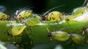 Teebaumöl: Blattläuse auf einem Pflanzenzweig