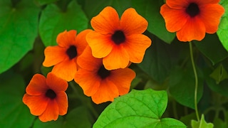 Schwarzäugige Susanne: Mehrere orangenfarbene Blüten der Schwarzäugigen Susanne
