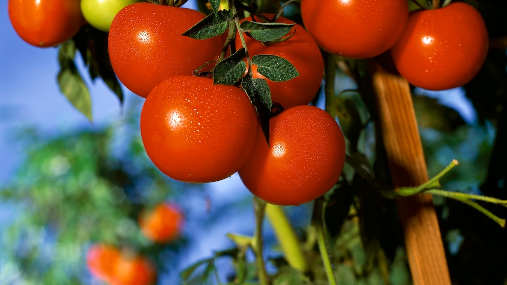 Tomaten Weltrekord: Rote Tomaten am Strauch