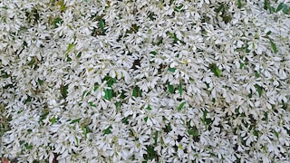 Charakteristisch für den Zauberschnee sind seine kleinen weißen Blüten