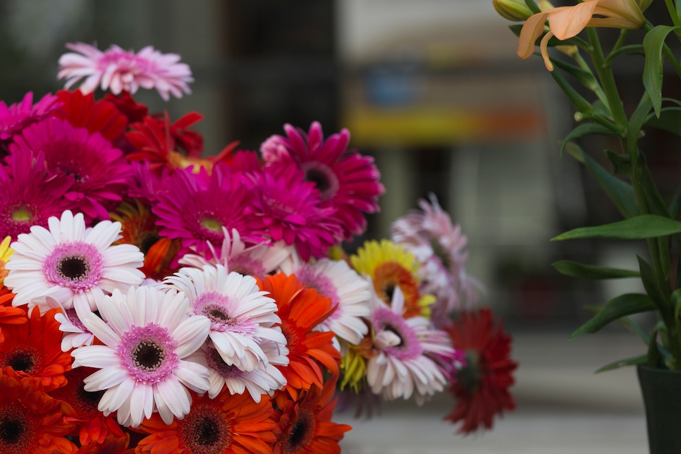 Osterblumen: Gerbera mit cremefarbenen und roten Blüten