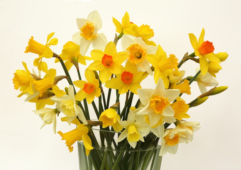 Osterblumen: Ein Strauß Narzissen in einer Vase